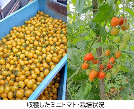 収穫したミニトマト