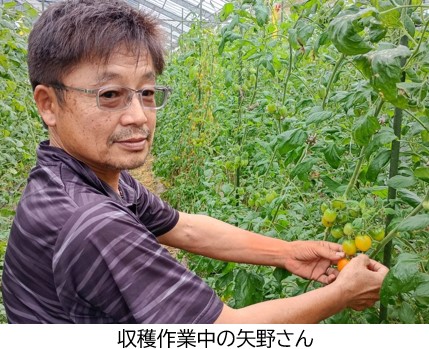 収穫作業中の矢野さん