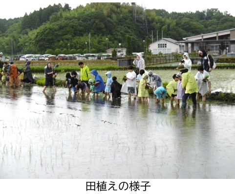 田植えの様子