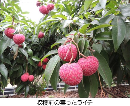 実ったライチ