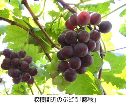 収穫間近のぶどう