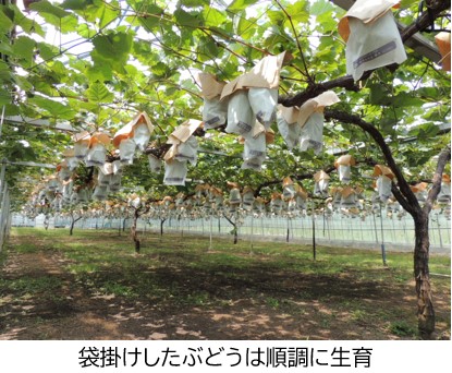 袋掛けしたブドウ園