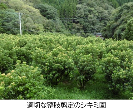 シキミ園