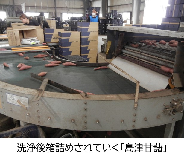 箱詰めされていく島津甘藷
