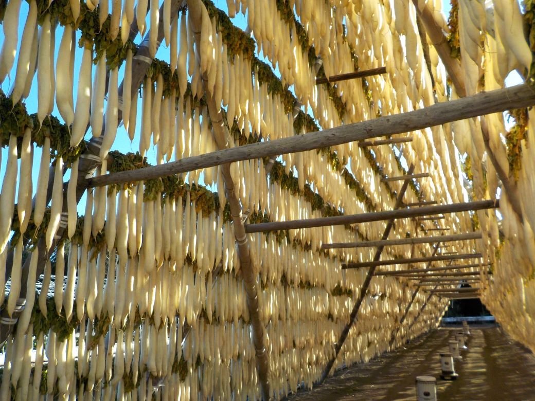 大根やぐらの中