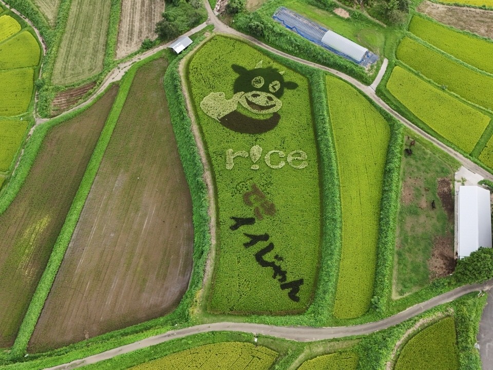 田んぼアート