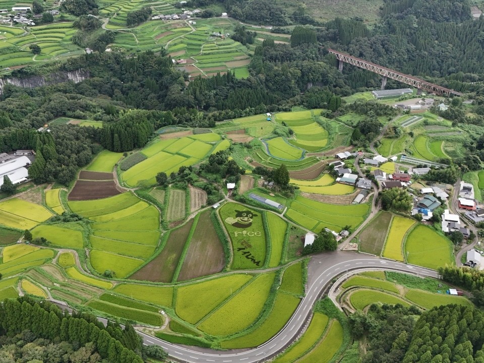 田んぼアート　遠景