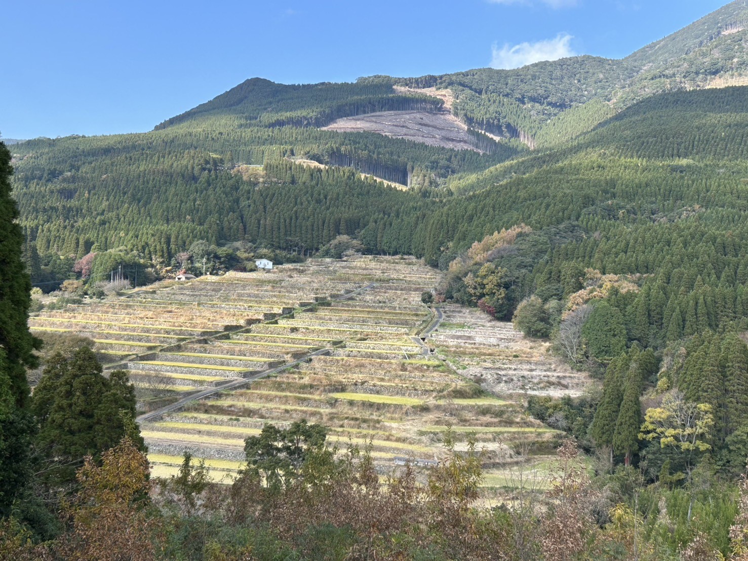 初冬の坂元棚田