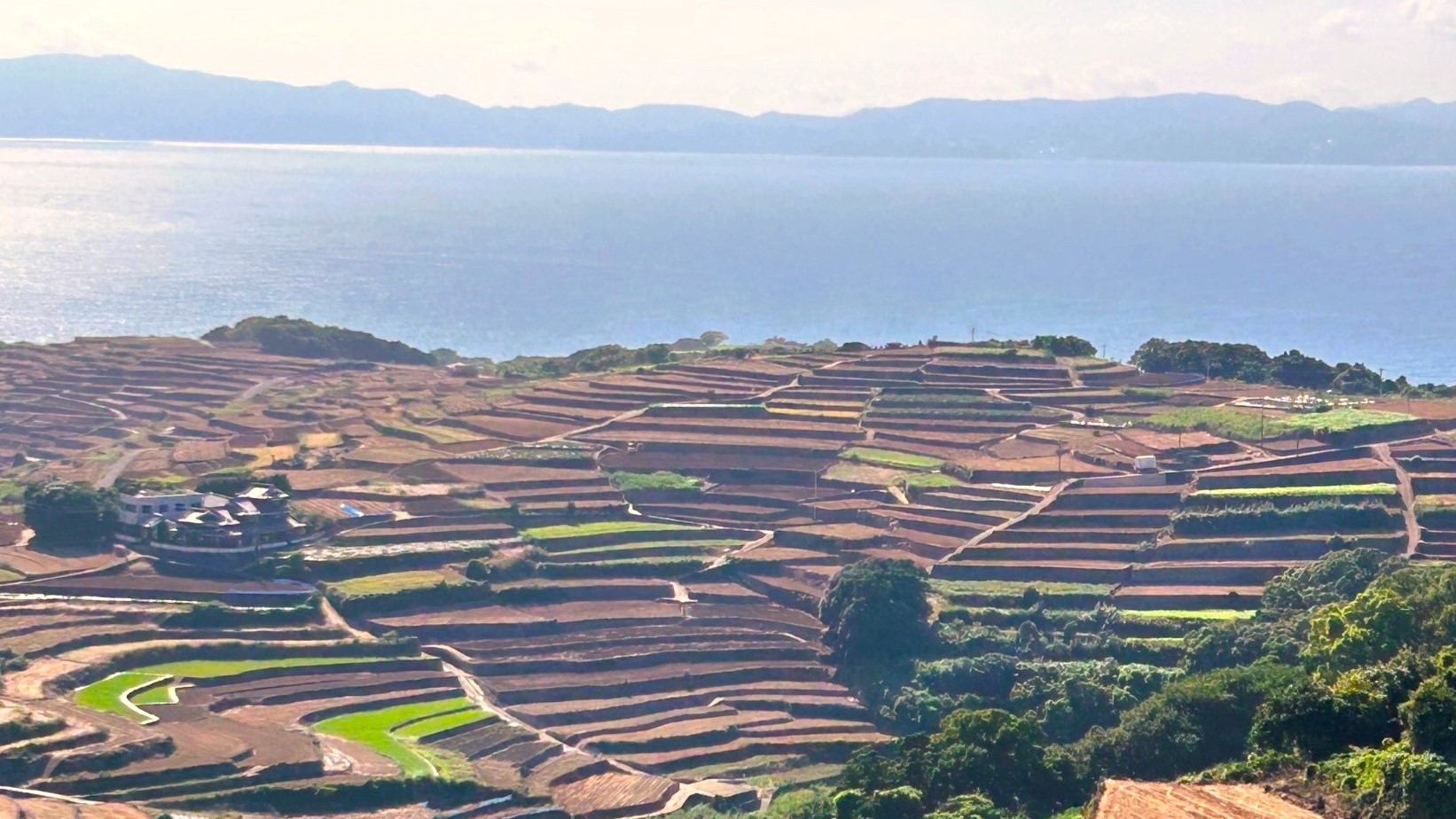 南串山のじゃが畑