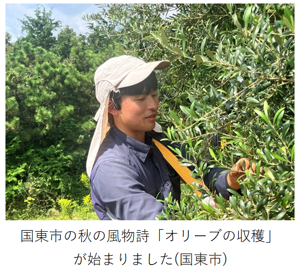 手摘みでの収穫風景