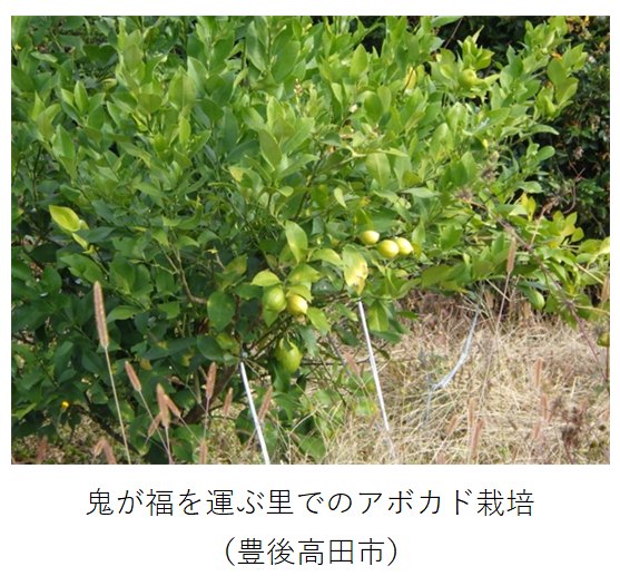 樹上の黄色いアボカド