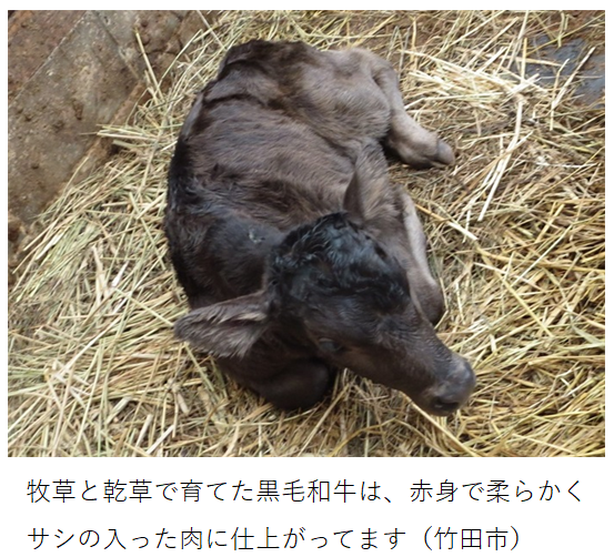 訪問前日に生まれた子牛