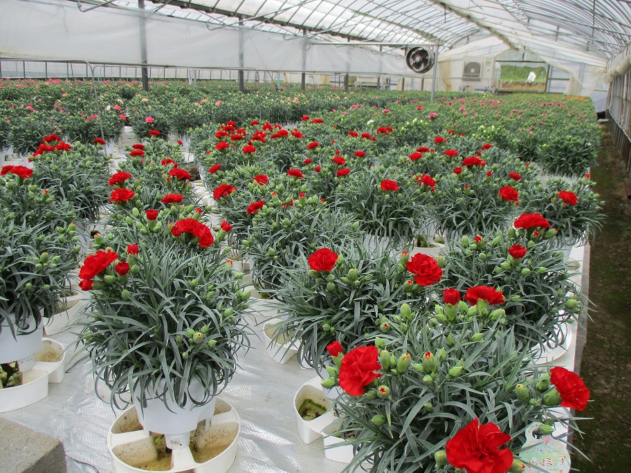 鉢物カーネーション赤色