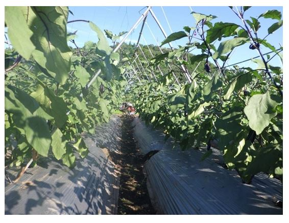 「美なす」の畑