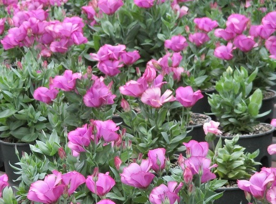 鉢物トルコキキョウ