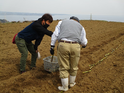 さとうきびの植付風景