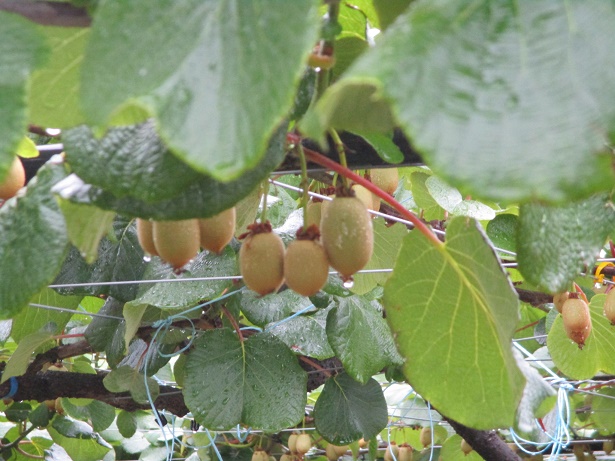 ニューガイア３