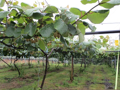 ニューガイア２