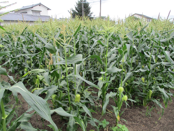 スイートコーン１
