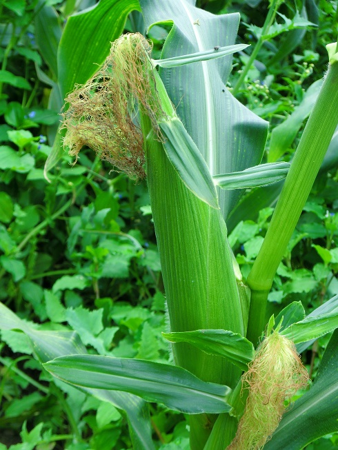 スイートコーン２