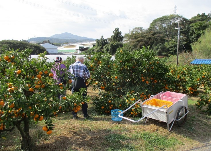 みかん園３