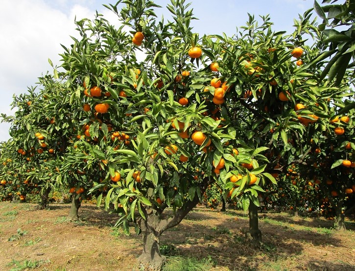 みかん園２