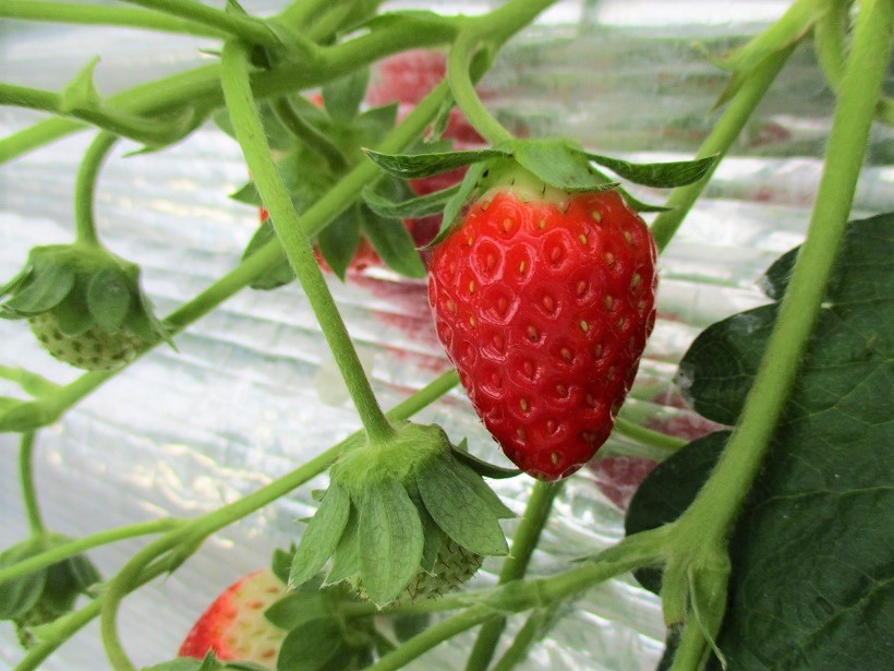 堀口いちご1