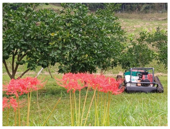 カボス畑と乗用草刈り機と彼岸花