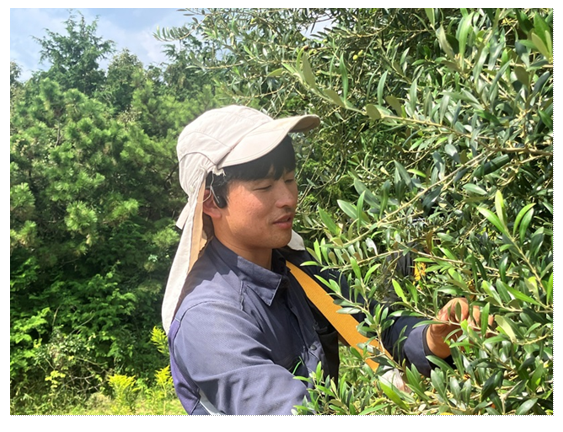 手摘みでの収穫の様子