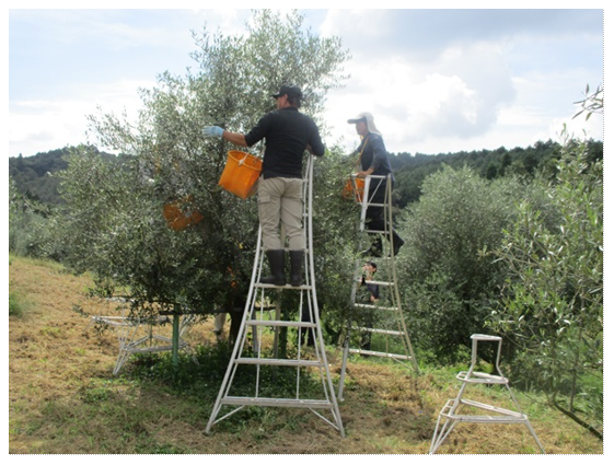 脚立で高い樹上の実を収穫する様子