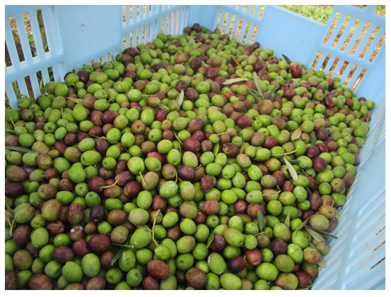 収穫後コンテナに入れたオリーブの実