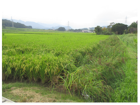 有機栽培の水稲の田