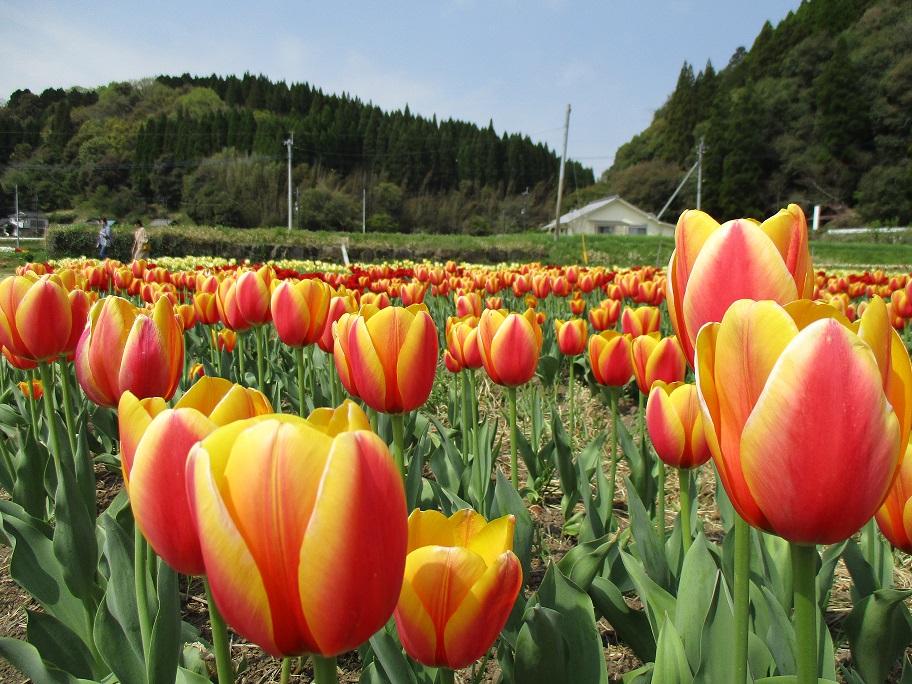 緒方のチューリップ黄色