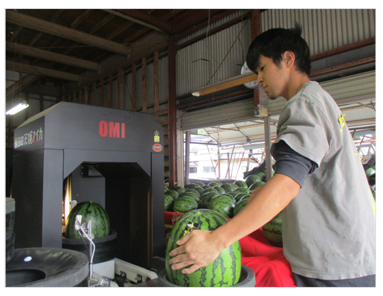 磨かれたすいかをセンサーに通す様子