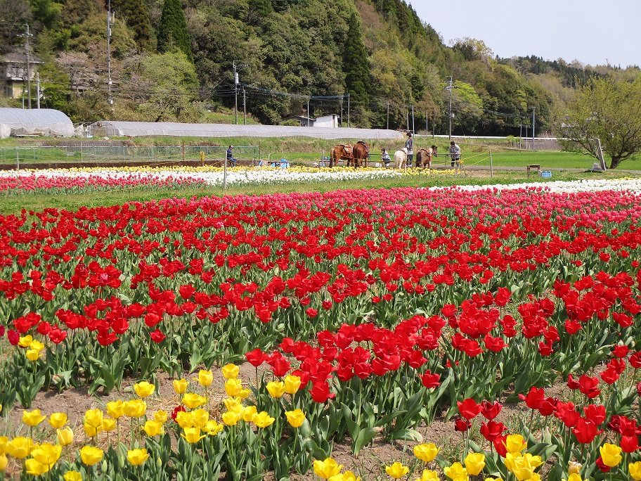 緒方のチューリップ