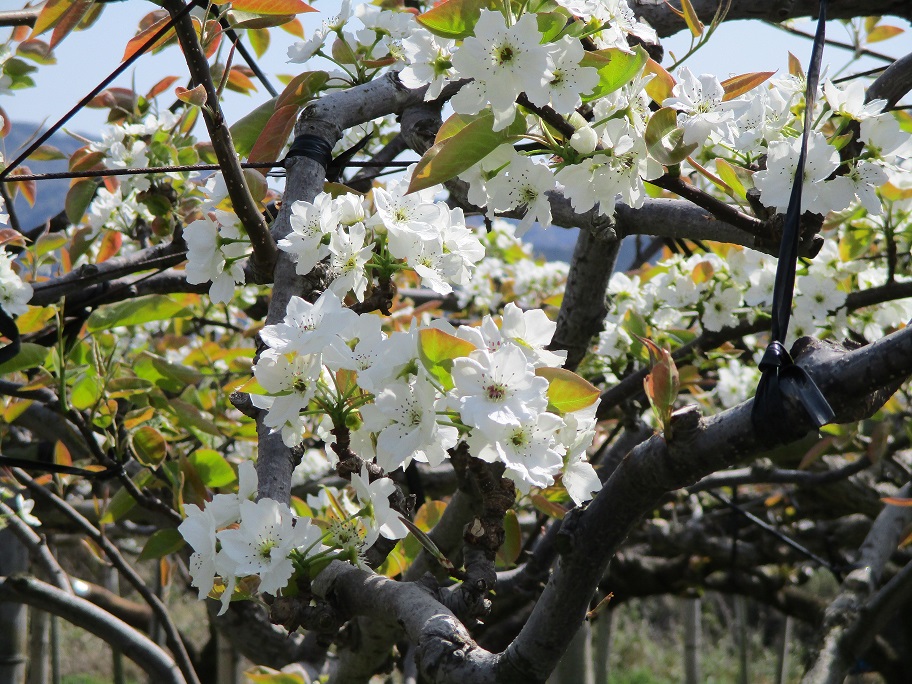 梨の花１