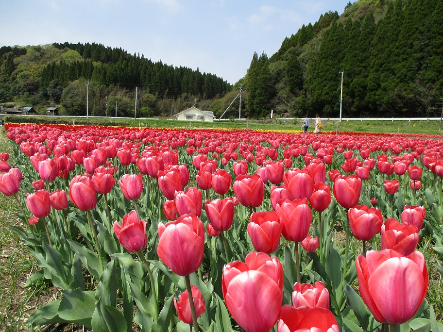 緒方のチューリップ赤