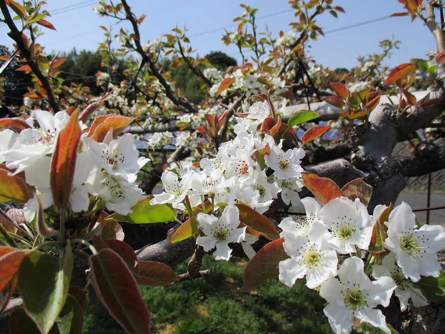 梨の花２
