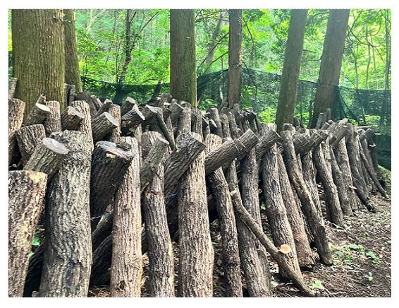 原木栽培の様子