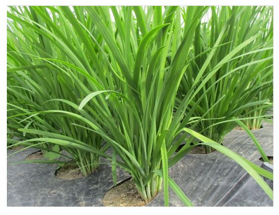 収穫前のにらの写真