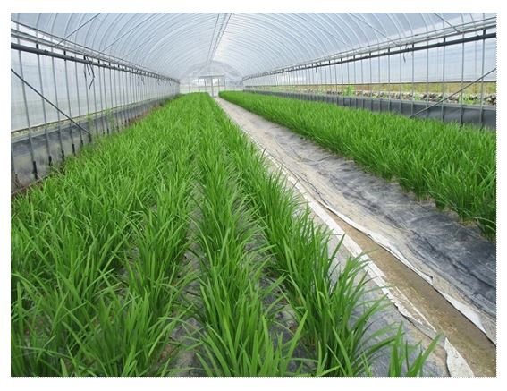 ハウス内で育つにら