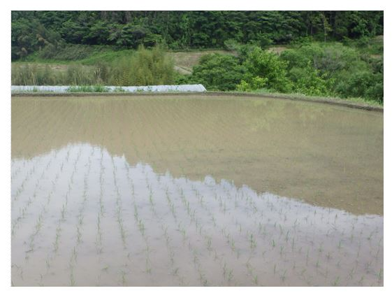 田植え後の圃場