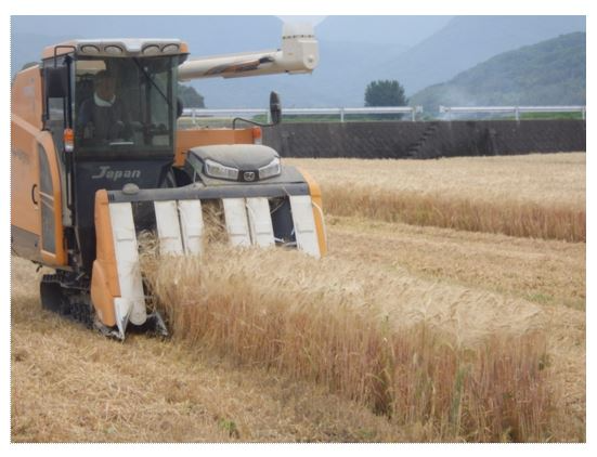 ニシノホシをコンバインで刈り取り