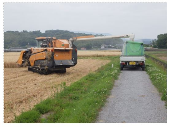 刈り取られたニシノホシはコンバインから軽トラックへ