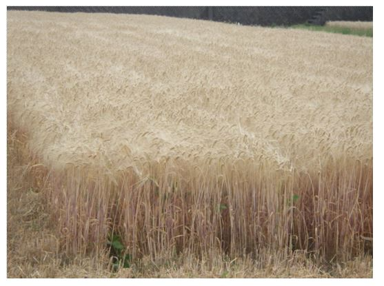 収穫前のニシノホシ