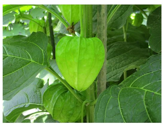 熟す前の緑色のホオズキ