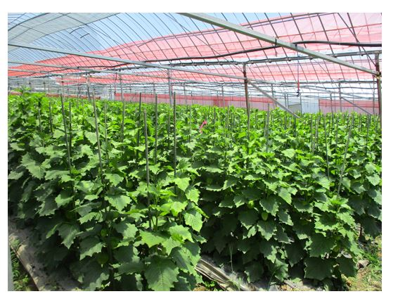 ハウスの中のホオズキ