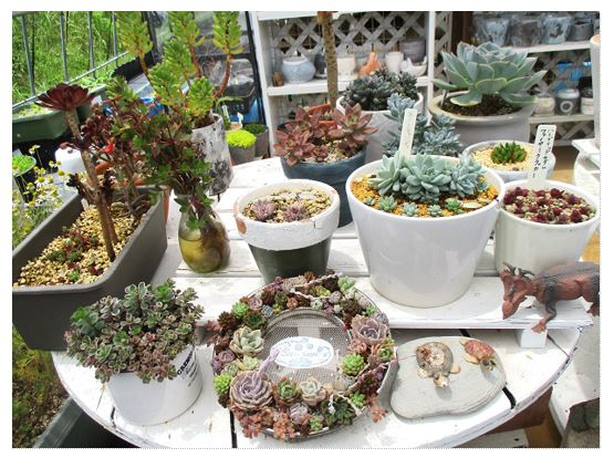 白いテーブルに置かれたたくさんの多肉植物