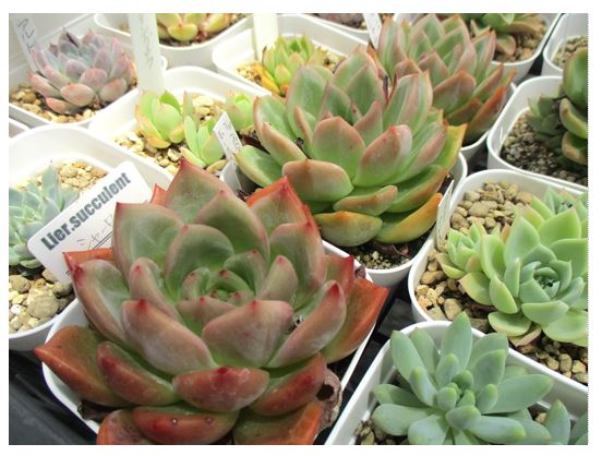 多肉植物のアップ