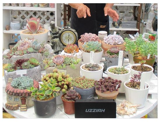 白いテーブルに置かれたたくさんの多肉植物